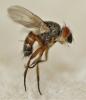 Ceranthia abdominalis